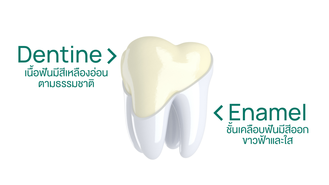enamel and dentine